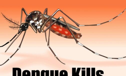 WHO finds dengue larva in 6000 houses in Peshawar