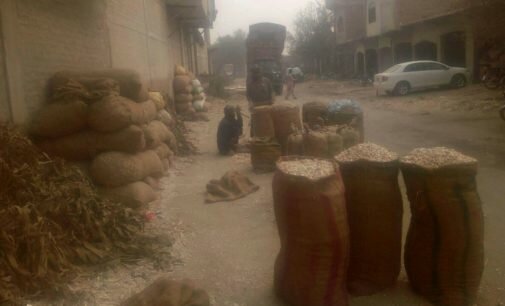 Garlic farmers in Bannu region suffer massive losses after fall in prices